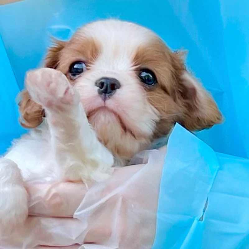 キャバリア専門ブリーダー キャバリアガーランド キャバリアの子犬出産情報などCavalier Garland